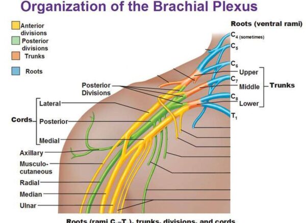 Pictures of brachial plexus 183