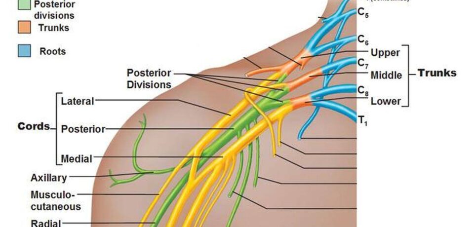 Pictures of brachial plexus 183