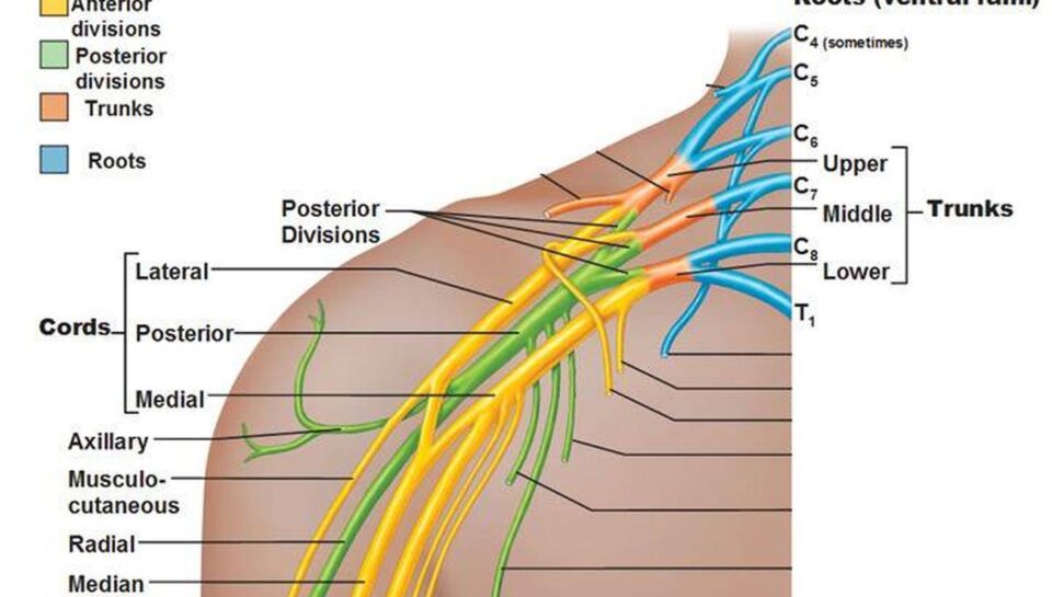 Pictures of brachial plexus 183